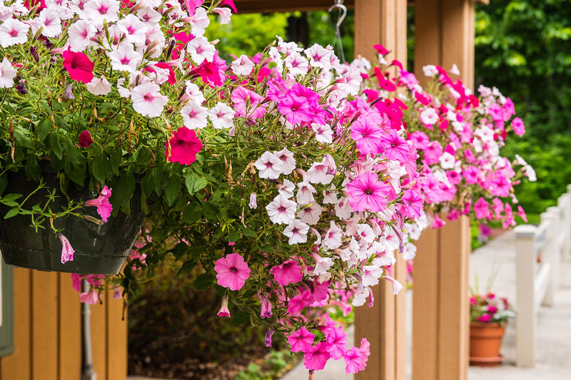 Flower box overflowing with pink, white and magenta blooms