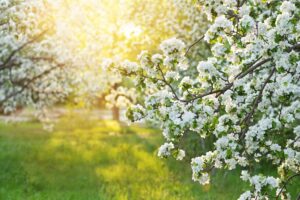 Tree branch with white cherry blossom flowers