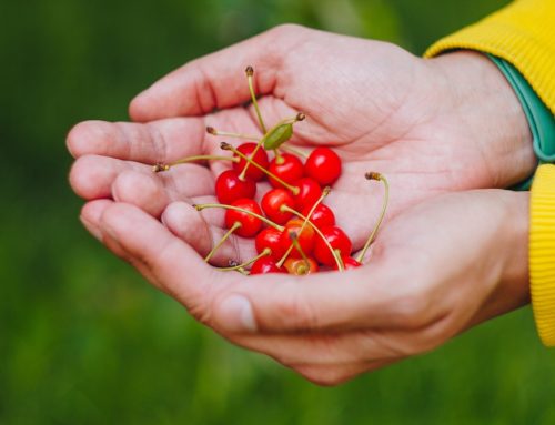 Experience Cherry-Picking Season in Door County
