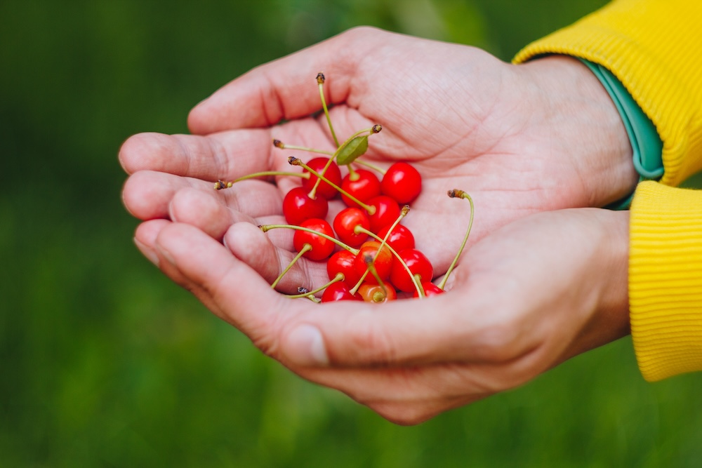 A closeup of a man's hands holding freshly picked red cherries
