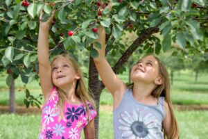 Two young girls reaching up to pick cherries from a cherry tree